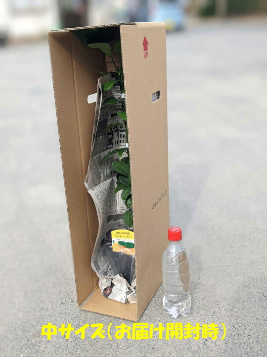 楽天市場 アーモンド 苗木 ダベイ種 おうちでアーモンド栽培 鉢植え 接ぎ木苗 ポット植え 中 15cmポット 落葉苗 家庭菜園 簡単 あーもんど ナッツ かみはる園芸