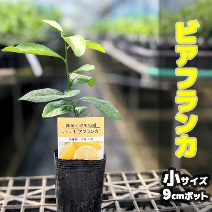 楽天市場 レモン 苗木 トゲなしレモン ビアフランカ ベランダで育成 鉢植え 接ぎ木苗 9cmポット 小 果樹 とげなし れもん かみはる園芸