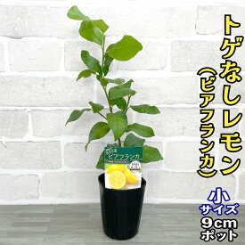 レモン 苗木 トゲなしレモン ビアフランカ [小] 9cmポット 【ベランダで育成】 3号 鉢植え ポット植え 接ぎ木苗 レモンの木 柑橘 とげ無し 棘無し 果樹 家庭菜園 ギフト プレゼント 誕生日