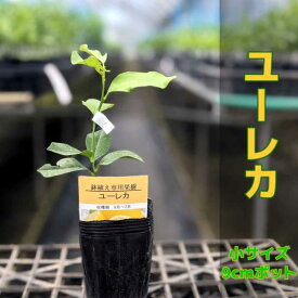 レモン 苗木 ユーレカ【ベランダで育成】鉢植え 接ぎ木苗 [小]9cmポット 柑橘 果樹 れもん アレンユーレカ