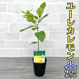 レモン 苗木 ユーレカ [小] 9cmポット 【ベランダで育成】 3号 鉢植え ポット植え 接ぎ木苗 レモンの木 柑橘 果樹 家庭菜園 ギフト プレゼント 誕生日