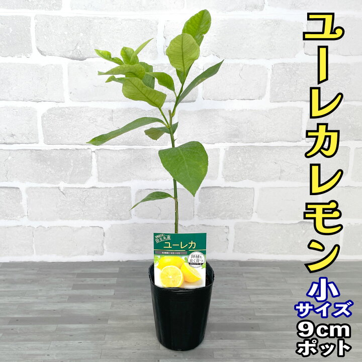 楽天市場】レモン 苗木 ユーレカ [小] 9cmポット 【ベランダで育成】 3 