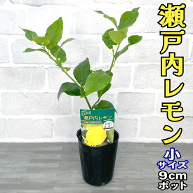 レモン 苗木 瀬戸内レモン(広島レモン) [小] 9cmポット 【ベランダで育成】 3号 鉢植え ポット植え 接ぎ木苗 レモンの木 柑橘 果樹 家庭菜園 ギフト プレゼント 誕生日
