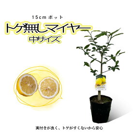 トゲなしマイヤー レモン 苗木 2年生 【中】鉢植え 15cmポット 接木苗 トゲが少ない レモン苗 苗木 接木苗 レモンの木 苗 棘なし トゲ無 シンボルツリー 庭木 植木 木 贈り物 ギフト プレゼント 誕生日 ガーデニング