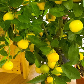 楽天市場 レモン 鉢植えの通販
