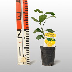 楽天市場 本セット レモン 苗木 リスボン ベランダで育成 鉢植え 接ぎ木苗 ポット植え 小 柑橘 果樹 れもん かみはる園芸