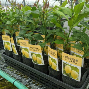 レモン 鉢植えの人気商品 通販 価格比較 価格 Com