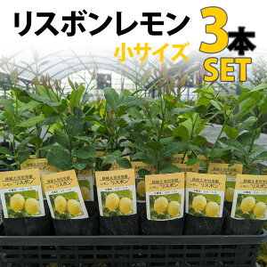 苗 レモン苗木の人気商品 通販 価格比較 価格 Com