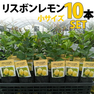 レモン 鉢植え 苗の人気商品 通販 価格比較 価格 Com