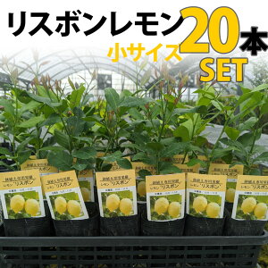 レモン 鉢植え Diy 工具の通販 価格比較 価格 Com