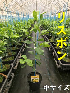 レモン 鉢植えの人気商品 通販 価格比較 価格 Com