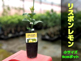 楽天市場 寒さに強い 果樹の通販