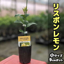 レモン 苗木 リスボン【ベランダで育成】鉢植え 家庭菜園 簡単 檸檬 lemon［小］ 柑橘 果樹 れもん　レモンの木　母の日