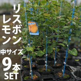 ◆送料無料◆【9本セット】レモン 苗木 リスボン 2年生【業者向け】［中］ 柑橘 果樹 れもん