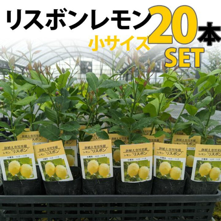 楽天市場 本セット レモン 苗木 リスボン ベランダで育成 鉢植え 接ぎ木苗 ポット植え 小 柑橘 果樹 れもん かみはる園芸