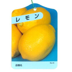 楽天市場 レモン 苗木 リスボン ベランダで育成 鉢植え 家庭菜園 簡単 檸檬 Lemon 小 柑橘 果樹 れもん かみはる園芸
