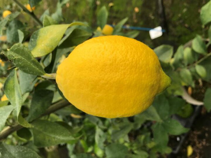 楽天市場 レモン 苗木 リスボン ベランダで育成 鉢植え 家庭菜園 簡単 檸檬 Lemon 小 柑橘 果樹 れもん レモンの木 かみはる園芸