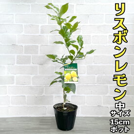 レモン 苗木 リスボンレモン [中] 15cmポット 2年生 【ベランダで育成】 5号 鉢植え ポット植え 接ぎ木苗 レモンの木 柑橘 果樹 初心者 家庭菜園 ギフト プレゼント 誕生日