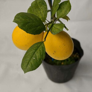 レモン 鉢植え Diy 工具の通販 価格比較 価格 Com