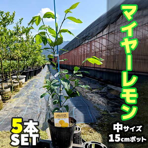 レモン 鉢植え 苗の人気商品 通販 価格比較 価格 Com レモン 鉢植え 苗の人気商品 通販 価格比較 価格 Com