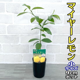 レモン 苗木 マイヤー [小] 9cmポット 【一本で実がなる】 3号 鉢植え ポット植え 接ぎ木苗 レモンの木 柑橘 果樹 家庭菜園 ギフト プレゼント 誕生日