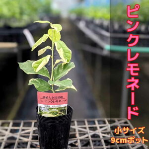 レモン 鉢植えの人気商品 通販 価格比較 価格 Com
