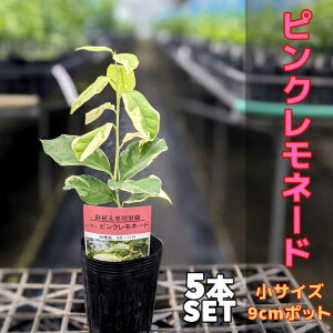 苗 鉢植え ピンクの人気商品 通販 価格比較 価格 Com