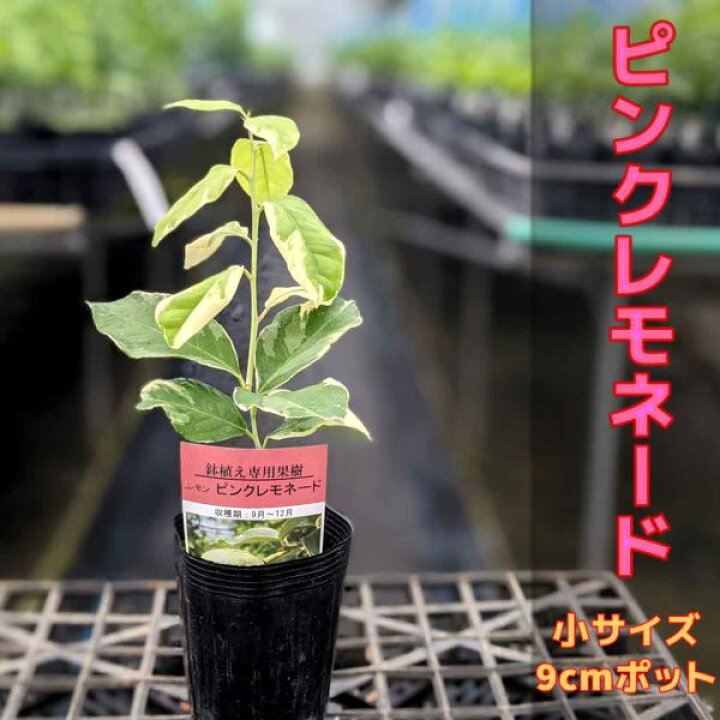 楽天市場 ピンクレモネード レモン 苗木 ベランダで育成 鉢植え 接ぎ木苗 ポット植え 小 9cmポット 果樹 家庭菜園 おしゃれ かみはる園芸