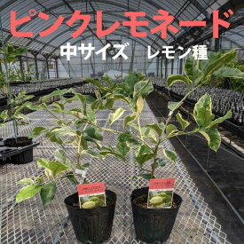 楽天市場 ピンクレモネード 木の通販