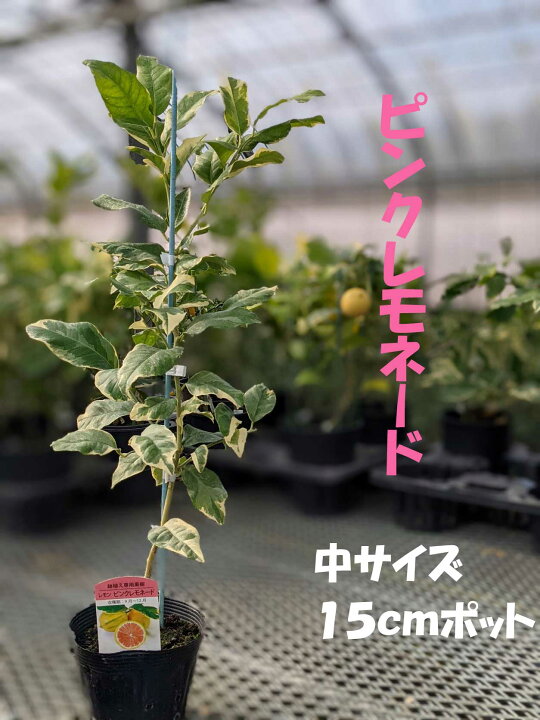 楽天市場 ピンクレモネード レモン 苗木 ベランダで育成 ２年生 鉢植え 接ぎ木苗 ポット植え 中 15cmポット 柑橘 果樹 家庭菜園 おしゃれ かみはる園芸