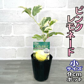 レモン 苗木 ピンクレモネード [小] 9cmポット 【ベランダで育成】 3号 鉢植え ポット植え 接ぎ木苗 レモンの木 柑橘 果樹 家庭菜園 ギフト プレゼント 誕生日