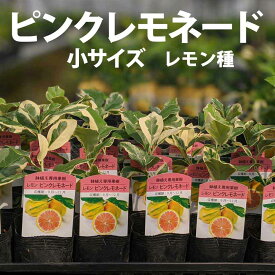 楽天市場 ピンクレモネード苗の通販