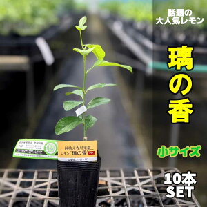 レモン 鉢植えの人気商品 通販 価格比較 価格 Com レモン 鉢植えの人気商品 通販 価格比較 価格 Com