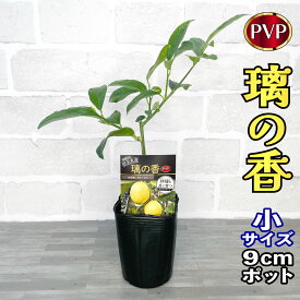 レモン 苗木 璃の香 (PVP) [小] 9cmポット 【ベランダで育成】 3号 鉢植え ポット植え 接ぎ木苗 レモンの木 柑橘 りのか 果樹 地植え 耐寒性 ギフト プレゼント 誕生日