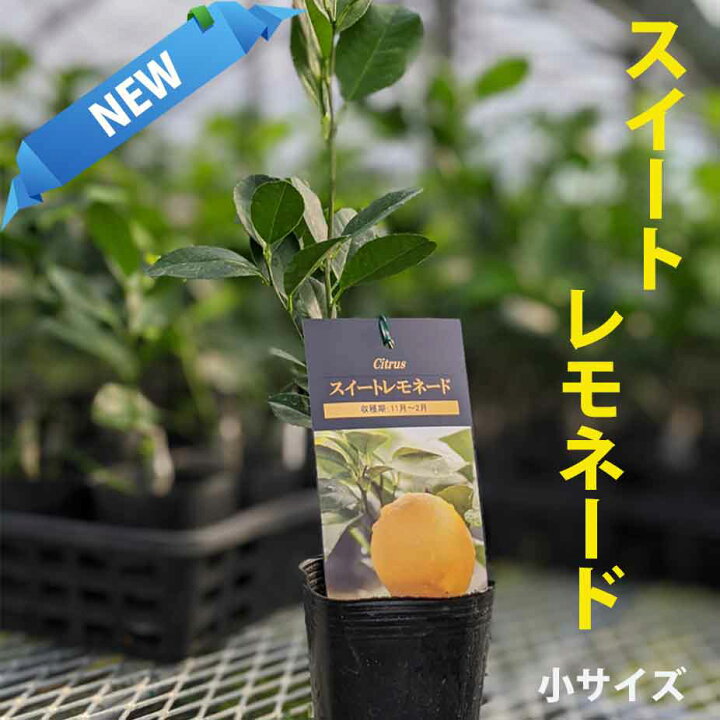 楽天市場 スイートレモネード レモン 苗 苗木 家庭菜園 ベランダで育成 鉢植え 接ぎ木苗 小 果樹 果物 フルーツ かみはる園芸
