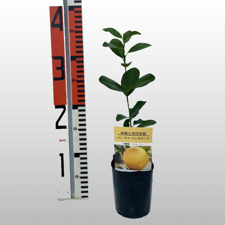 楽天市場 スイートレモネード レモン 苗 苗木 家庭菜園 ベランダで育成 鉢植え 接ぎ木苗 小 果樹 果物 フルーツ かみはる園芸 楽天市場 スイートレモネード レモン 苗 苗木 家庭菜園 ベランダで育成 鉢植え 接ぎ木苗 小 果樹 果物 フルーツ かみはる園芸