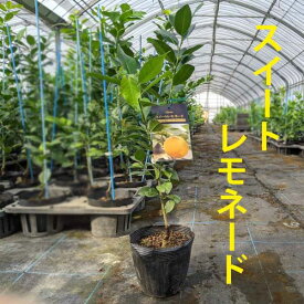 レモン 苗木 スイートレモネード 【ベランダで育成】2年生　 鉢植え 接木苗 [中]15cmポット 柑橘 果樹　レモンの木　美味しい　甘い