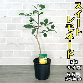 レモン 苗木 スイートレモネード [中] ★16.5cmプラスチックポット 2年生 【ベランダで育成】 5.5号 鉢植え ポット植え 接ぎ木苗 レモンの木 柑橘 果樹 初心者 家庭菜園 ギフト プレゼント 誕生日