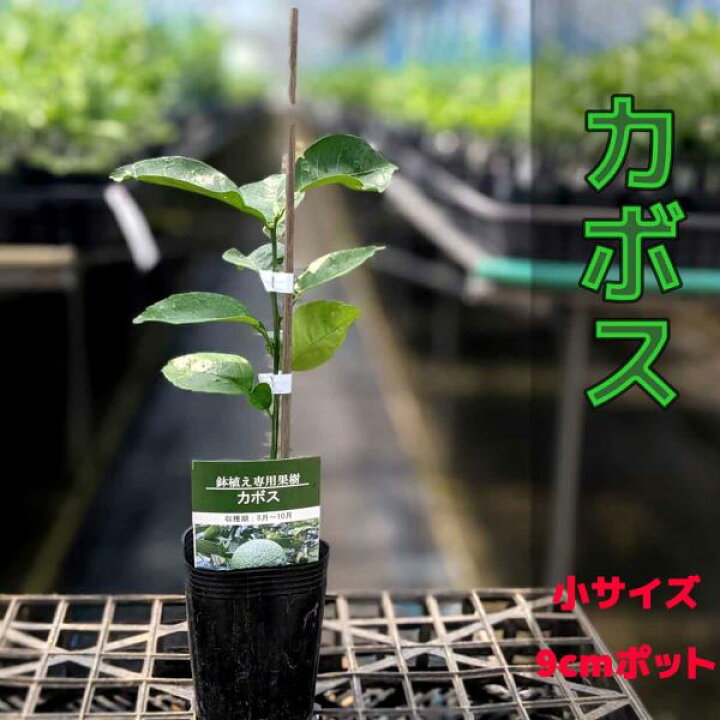 楽天市場 かぼす カボス 苗木 自宅で簡単 鉢植え 接ぎ木苗 ポット植え 小 9cmポット 柑橘 家庭菜園 ベランダで育成 かみはる園芸