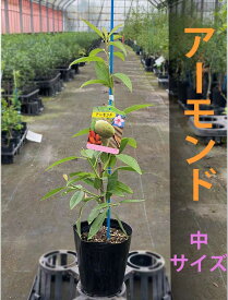 楽天市場 アーモンド苗木の通販