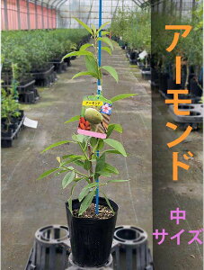 苗 アーモンドの人気商品 通販 価格比較 価格 Com