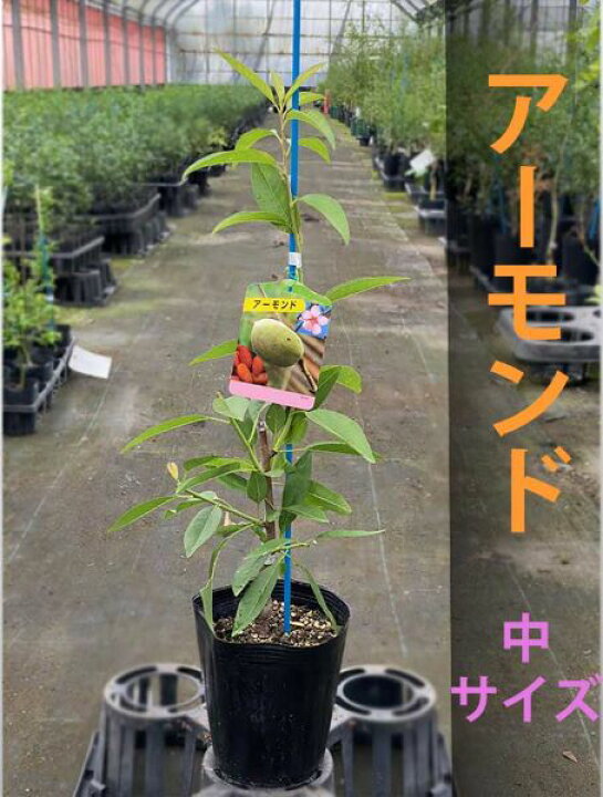 楽天市場 アーモンド 苗木 ダベイ種 おうちでアーモンド栽培 鉢植え 接ぎ木苗 ポット植え 中 15cmポット 落葉苗 家庭菜園 簡単 あーもんど ナッツ かみはる園芸 楽天市場 アーモンド 苗木 ダベイ種 おうちでアーモンド栽培 鉢植え 接ぎ木苗 ポット植え 中 15cmポット 落葉苗 家庭菜園 簡単 あーもんど ナッツ かみはる園芸