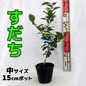 X_` c [] 15cm|bg yŊȒPz 5 A ڂؕc _k |k ʎ ƒ؉ Mtg v[g a