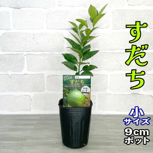 X_` c [] 9cm|bg yŊȒPz 3 A ڂؕc _k |k ʎ ƒ؉ Mtg v[g a
