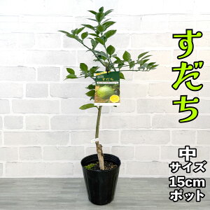 X_` c [] 15cm|bg yŊȒPz 5 A ڂؕc _k |k ʎ ƒ؉ Mtg v[g a