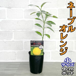 l[uIW c [] 9cm|bg yx_ň琬z 3 A ڂؕc |bgA ݂̖ k ʎ ʕ t[c Mtg v[g a