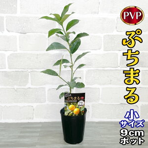 LJ c Ղ܂ (PVP) [] 9cm|bg yx_ň琬z 3 A ڂؕc |bgA ݂̖ k  ʎ ʕ t[c Mtg v[g a