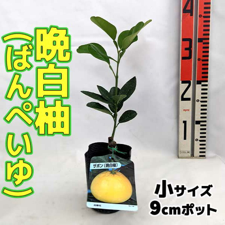 楽天市場 ザボン 苗木 晩白柚 ばんぺいゆ ベランダで育成 鉢植え 接ぎ木苗 ポット植え 小 9cmポット 柑橘 果樹 果物 かみはる園芸