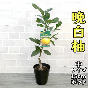 U{ c ӔM(΂؂) [] 15cm|bg yx_ň琬z 5 U A |bgA ڂؕc ݂̖ k ʎ ʕ t[c Mtg v[g a