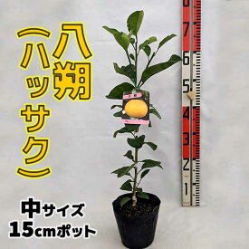 ハッサク 苗木 八朔(はっさく)【ベランダで育成】鉢植え 接ぎ木苗 ポット植え [中]15cmポット 柑橘 果樹 果物